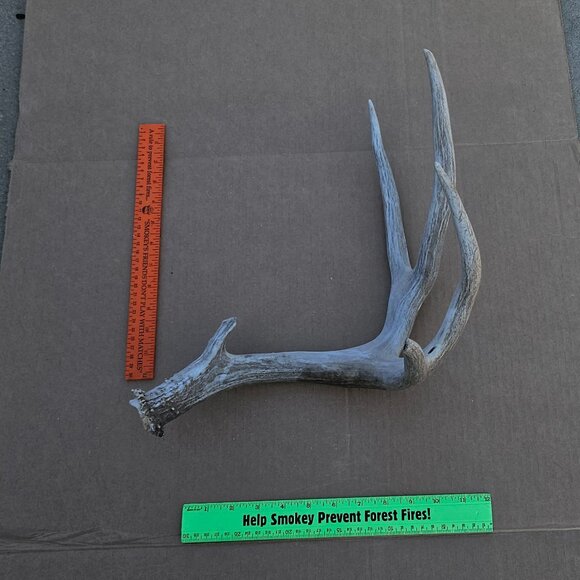 Genuine Mule Deer Shed Antler - Picture 13 of 14